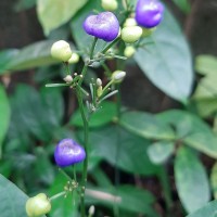 <i>Dianella ensifolia</i>  (L.) Redout  